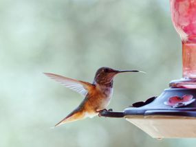 hummingbird perches on red feeder with blurred background