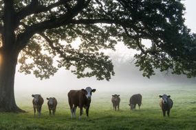 Cattle under oak tree on misty morning