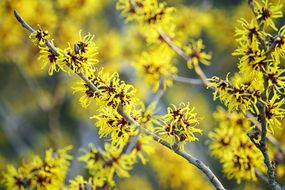 Close-up of witch hazel shrub blooming yellow flowers