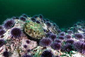 A single red abalone surrounded by purple sea urchins
