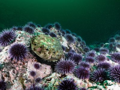 A single red abalone surrounded by purple sea urchins