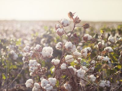 Cotton field in early morning light