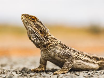 Close-up of bearded dragon in the desert
