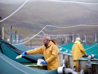 Workers wearing rain slickers feeding fish held in large tanks on an aquaculture farm.