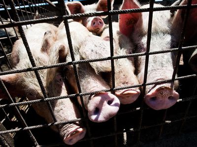 Pigs in pens in the organic pig farming at the Nuova Agricoltura (New Agriculture) farm on October 7, 2012