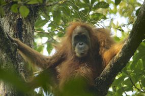 Female Tapanuli orangutan sitting on a tree branch