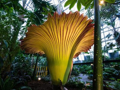 Tree-sized corpse flower blooming in a greenhouse