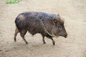 A Chacoan peccary walking.