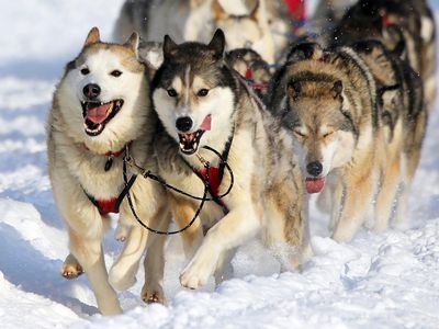 Siberian huskies in an Iditarod race.