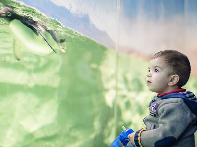 kid looking funny penguin in Zoo