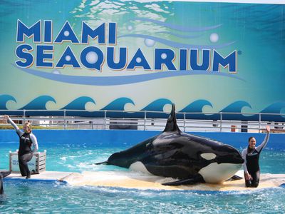 A Killer Whale performing at the Miami Seaquarium.