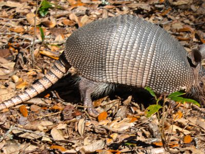 nine-banded armadillo foraging in leaf litter