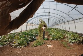 Agricultural worker working in a greenhouse