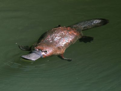 platypus swimming