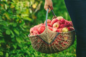 basket, apples, apple picking
