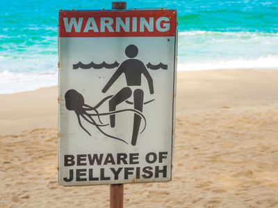 Sign posted on a sandy beach that says, "Warning: Beware of Jellyfish" and has a picture of a person with a jellyfish wrapping its tentacles around a person's leg.