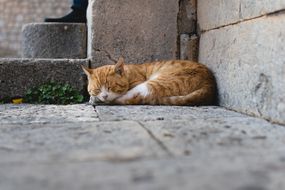 Stray Cat Sleeps by Stone Steps
