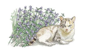 Illustration of cat next to catnip plant.