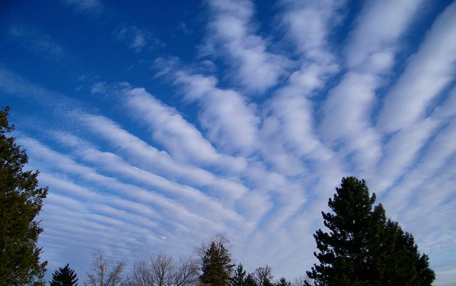 Altocumulus radiatus clouds over some trees