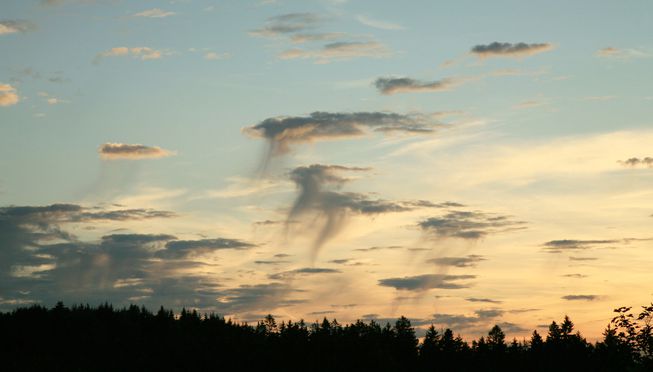 Altocumulus floccus at sunset