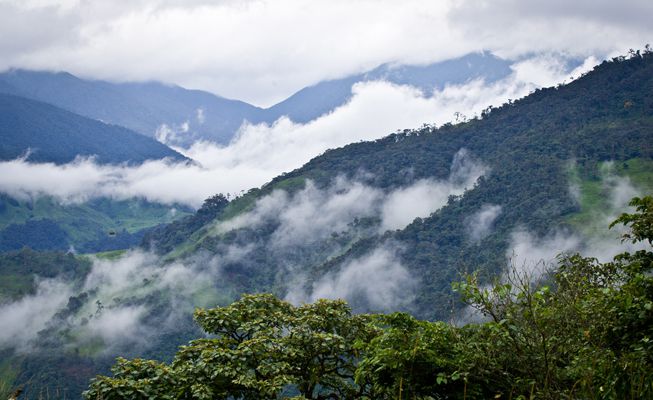 Silvagenitus clouds form over forests