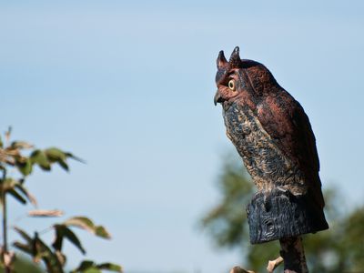 Owl decoy perched high in a tree
