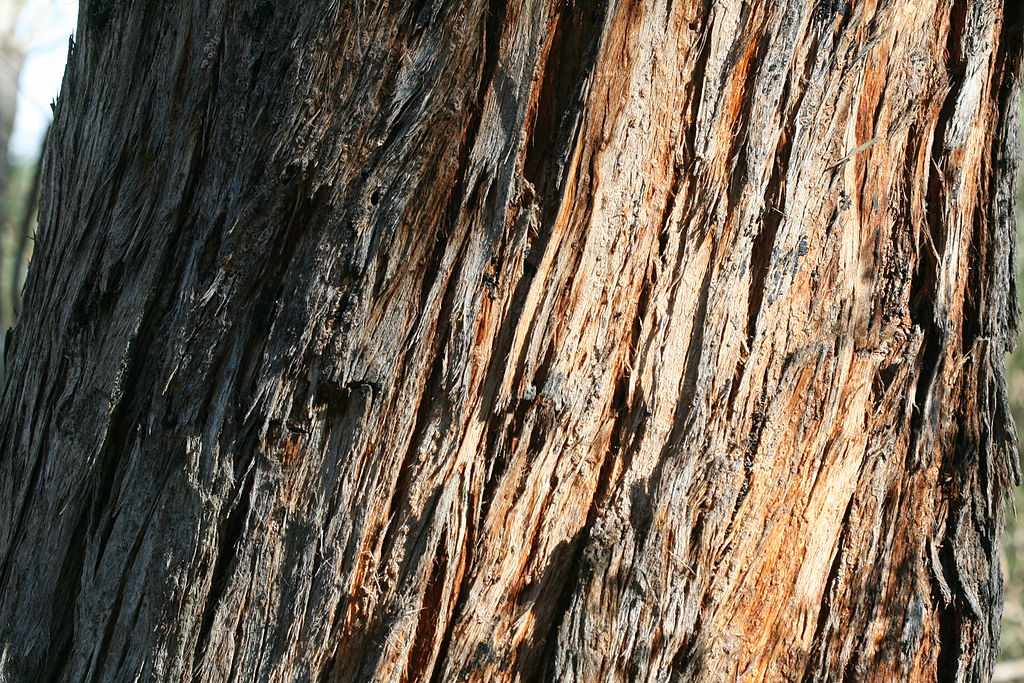 Bark of the Eucalyptus obliqua tree