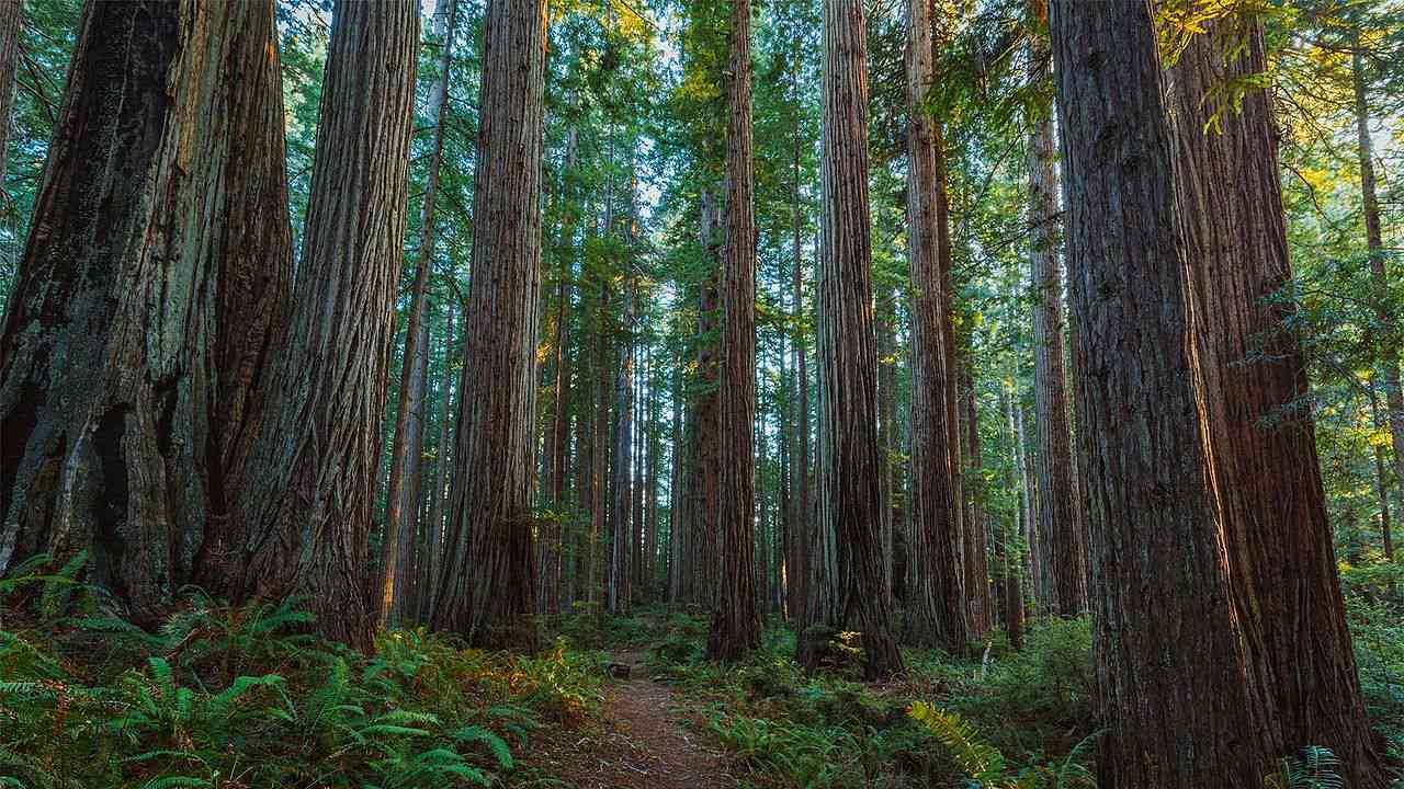 Trail through large trees in Prairie Creek Redwoods State Park, California