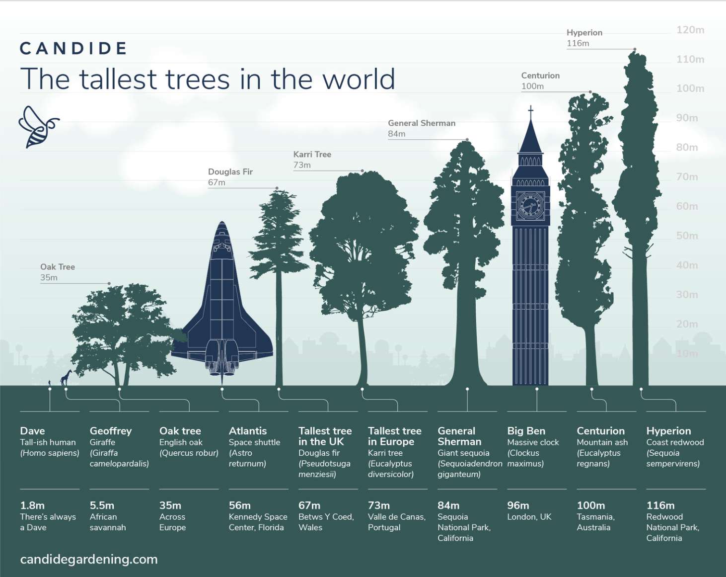 chart showing tallest trees on earth