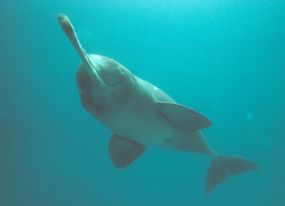 endangered Ganges River dolphin underwater in the Karnaphuli river, Bangladesh 