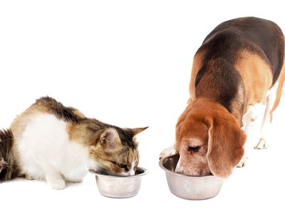 A cat and dog eating out of separate food bowls together
