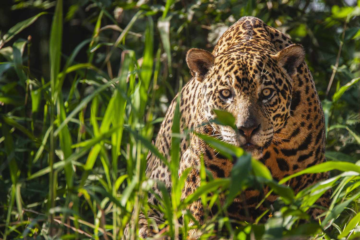 A wild jaguar in the Pantanal is watchful while laying in thick vegetation along the river bank of t