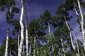 Aspen Trees in the Pando Clone near Fishlake Utah