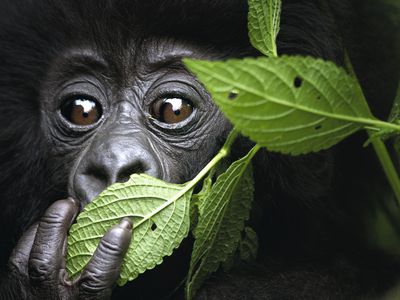 Baby Mountain Gorilla, North West Rwanda