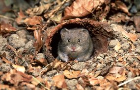 bank vole: clethrionomys glareola at nest entrance norfolk