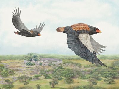 Bateleur Eagle, Terathopius ecaudatus, Zimbabwe