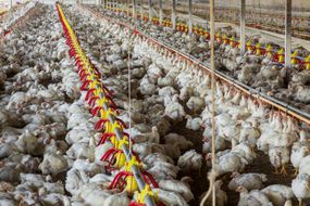 Battery chicken farming.South Africa