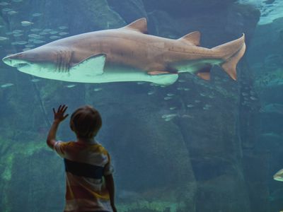 Boy admiring shark in aquarium