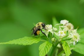 Bumblebee on Black Raspberry Flowers