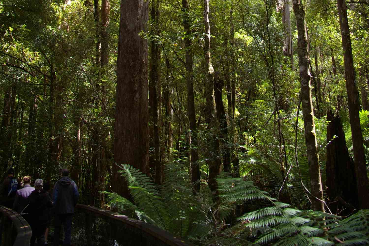 cropped image of extremely tall Centurion tree in Australia with tourists