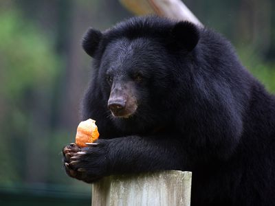 Cintron, a previously rescued moon bear.
