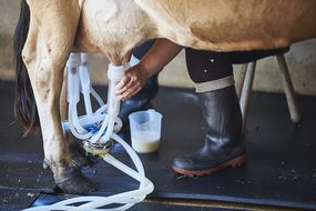 Close up of milk maid milking a cow
