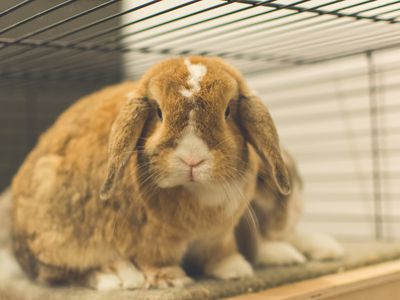 Close-up of a rabbit in a cage.