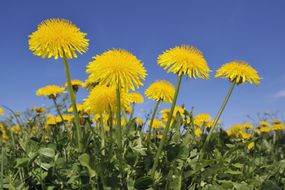 Dandelion (Taraxacum officinale) meadow
