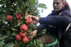 picking apples