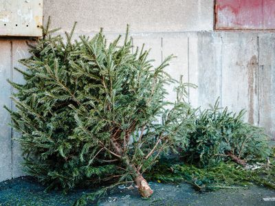 discarded Christmas tree