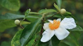 Franklin Tree, (Franklinia alatamaha), Possibly Extinct (GX) in the Wild. —a cultivated example of this species as no known wild individuals exist.