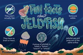 fun facts about jellyfish 