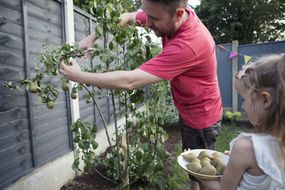 father and daughter harvesting pears from tree in backyard