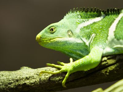 Fiji Crested Iguana